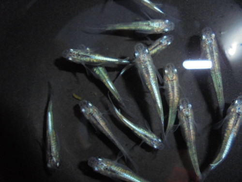 百式全身体内光メダカ