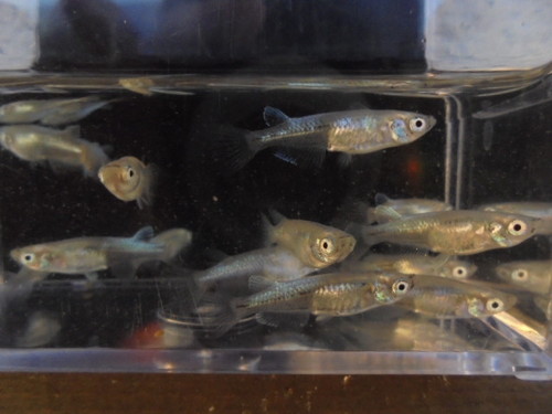 百式全身体内光メダカ