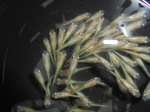 螺鈿光スーパーブルーメダカ