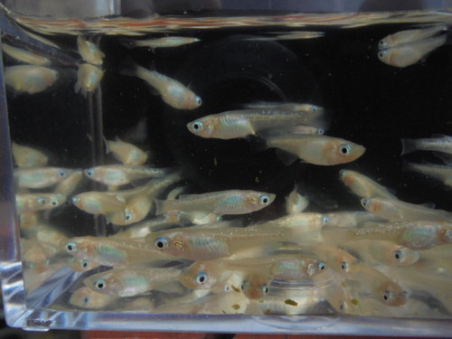 螺鈿光スーパーブルーメダカ