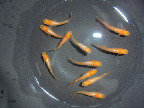 舞姫（まいひめ）メダカ