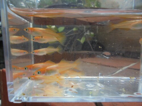 舞姫（まいひめ）メダカ