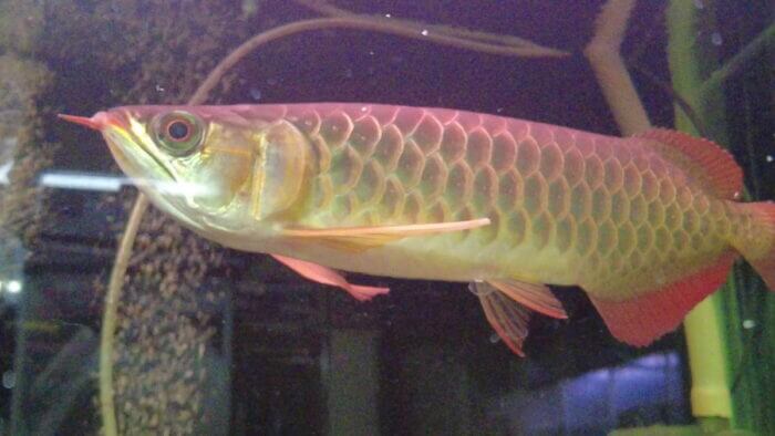 アクアランド・まっかちん