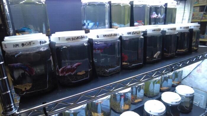 アクアランド・まっかちん