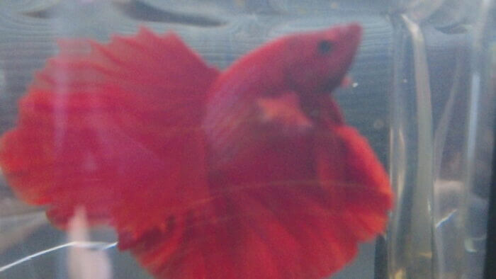 アクアランド・まっかちん