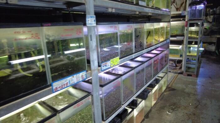 アクアランド・まっかちん