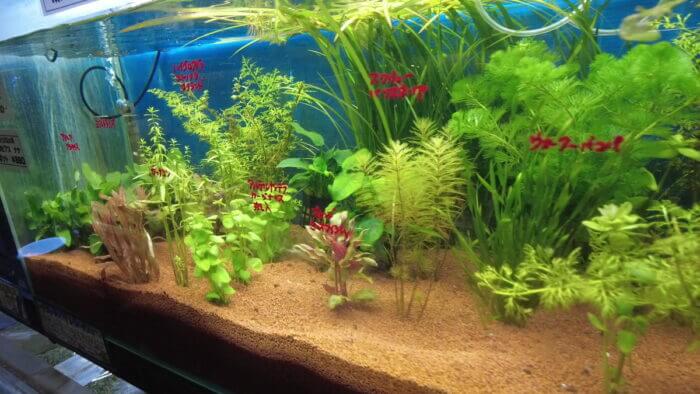 アクアランド・まっかちん