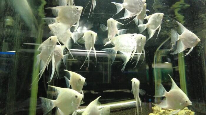 アクアランド・まっかちん