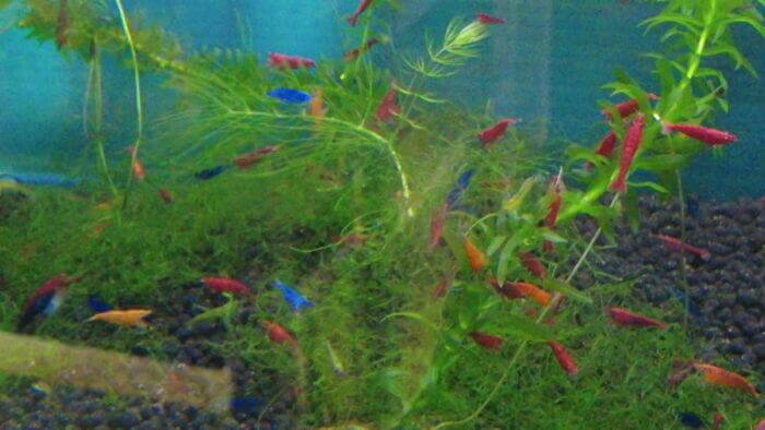 アクアランド・まっかちん