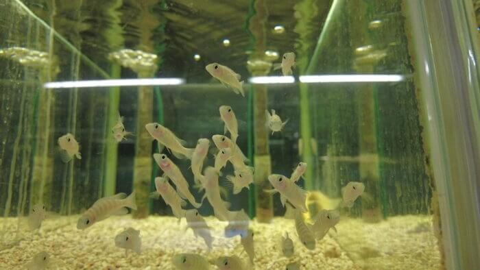 アクアランド・まっかちん