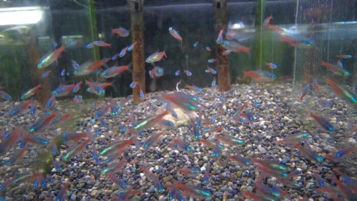 アクアランド・まっかちん