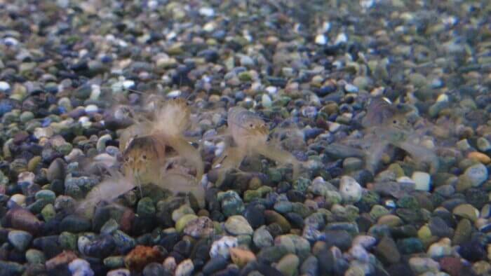 アクアランド・まっかちん