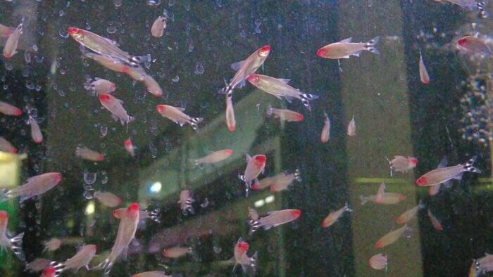 アクアランド・まっかちん