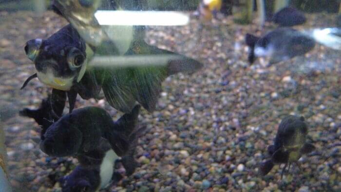 アクアランド・まっかちん