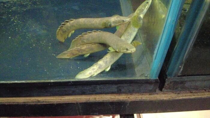 アクアランド・まっかちん