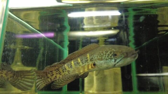 アクアランド・まっかちん