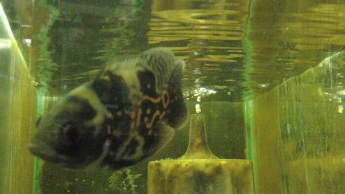 アクアランド・まっかちん