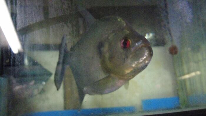 アクアランド・まっかちん