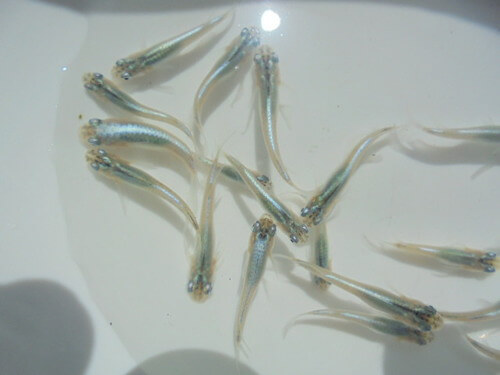 幹之マリンブルーメダカ