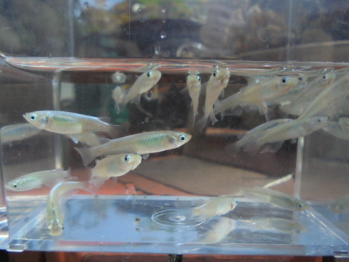 幹之マリンブルーメダカ