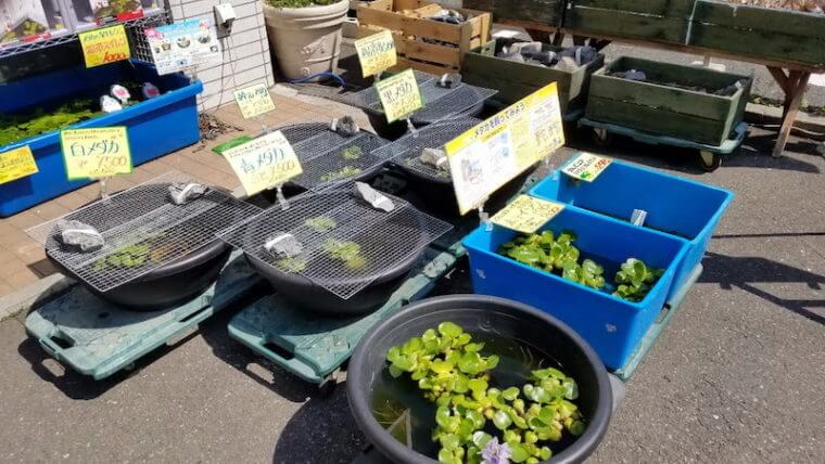 ピーターズワールド