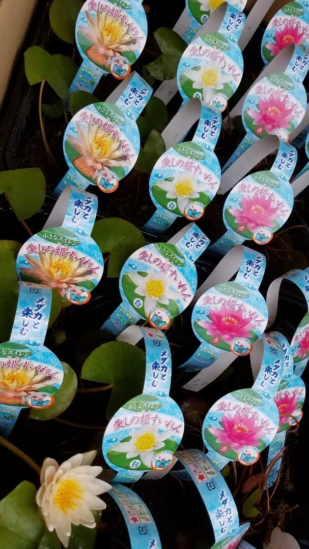 ピーターズワールド