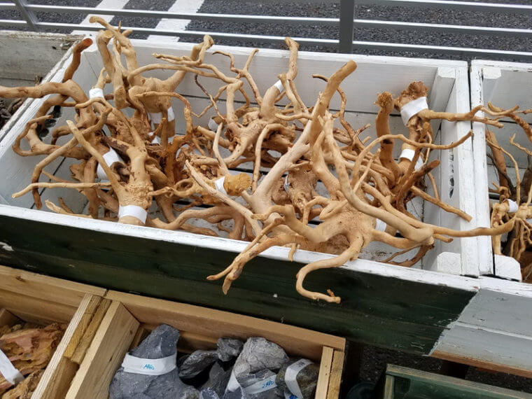 ピーターズワールド