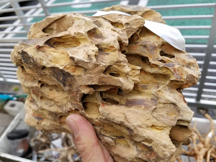 ピーターズワールド