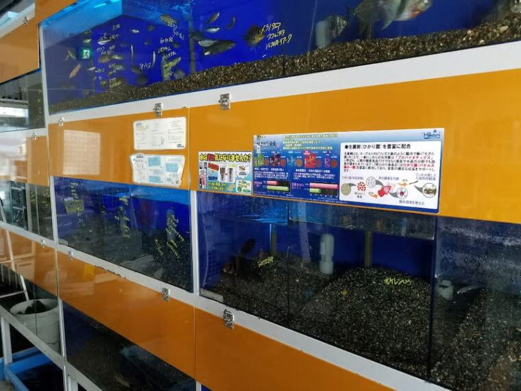 ピーターズワールド