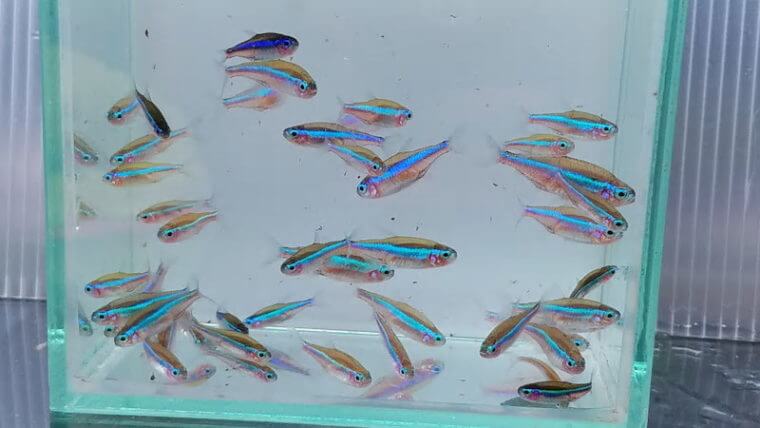 ピーターズワールド