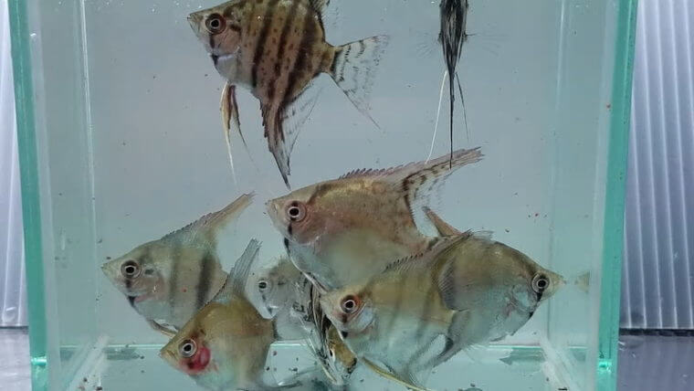 ピーターズワールド