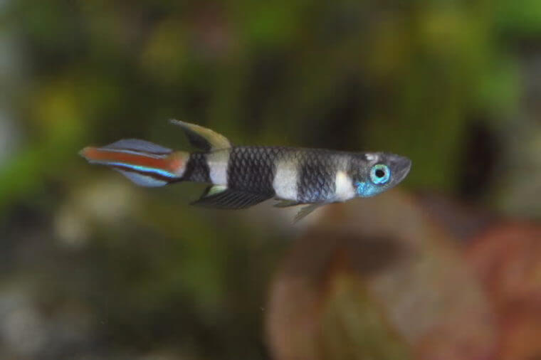 ピーターズワールド