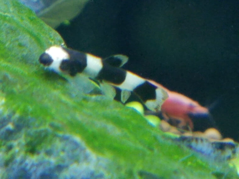 ピーターズワールド