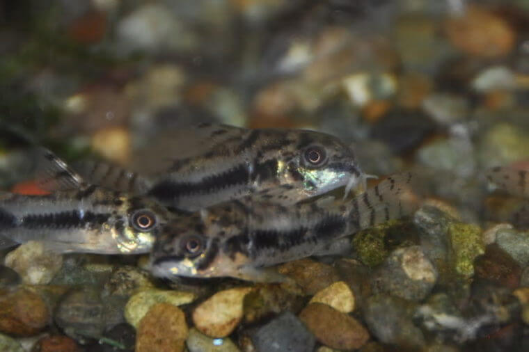 ピーターズワールド