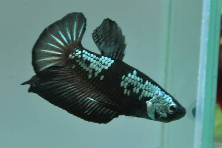 ピーターズワールド