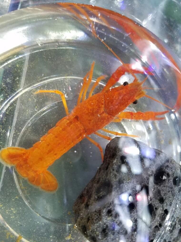 ピーターズワールド