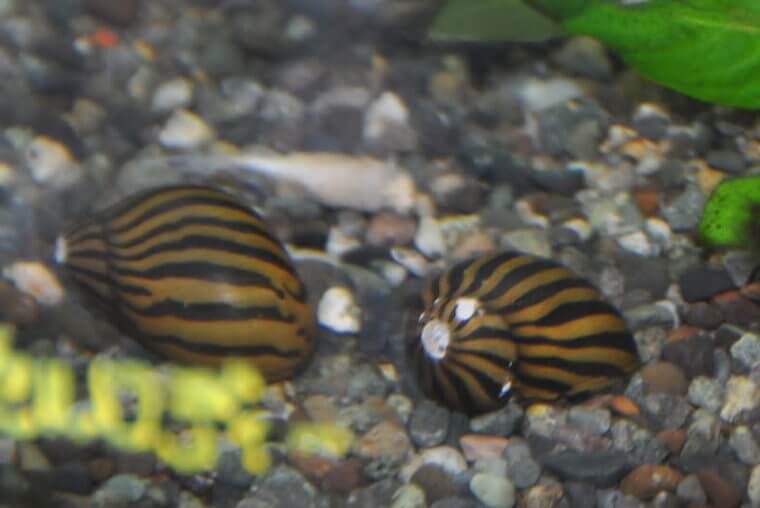 ピーターズワールド