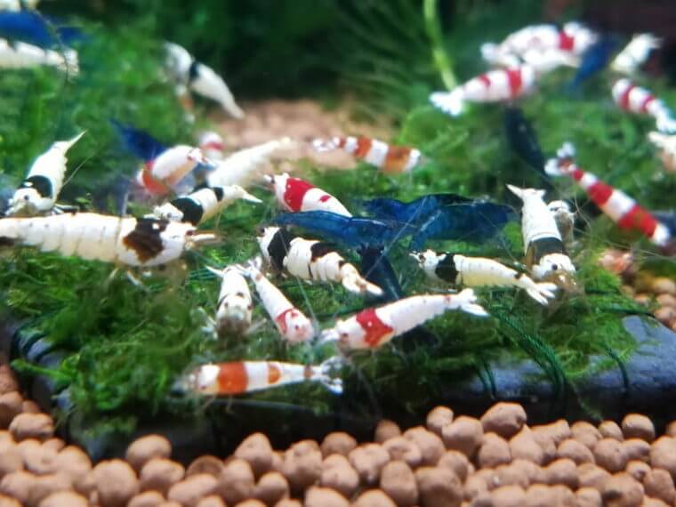 ピーターズワールド