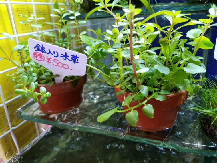 ピーターズワールド