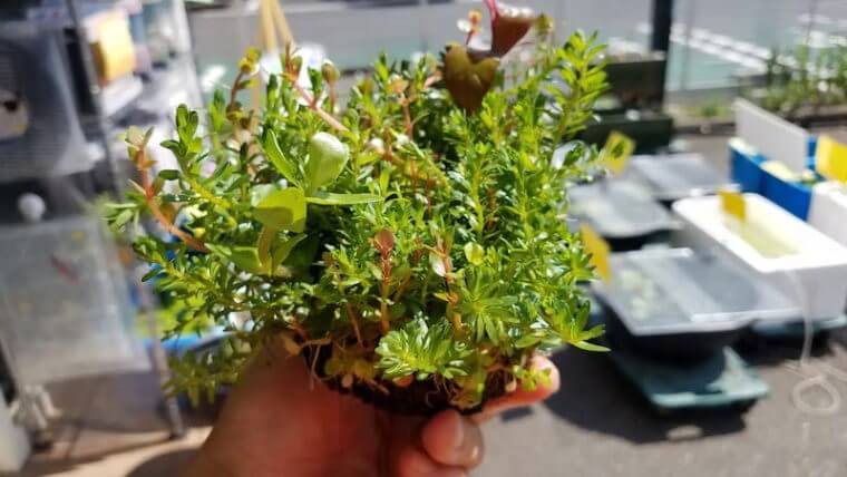 ピーターズワールド