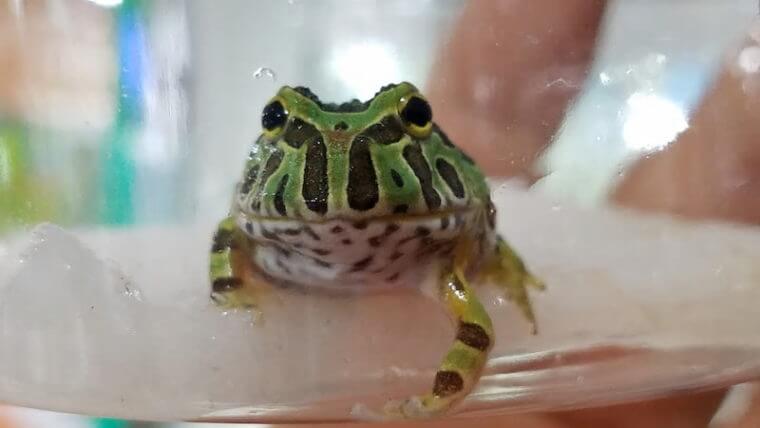 ピーターズワールド