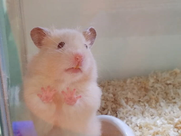 ピーターズワールド