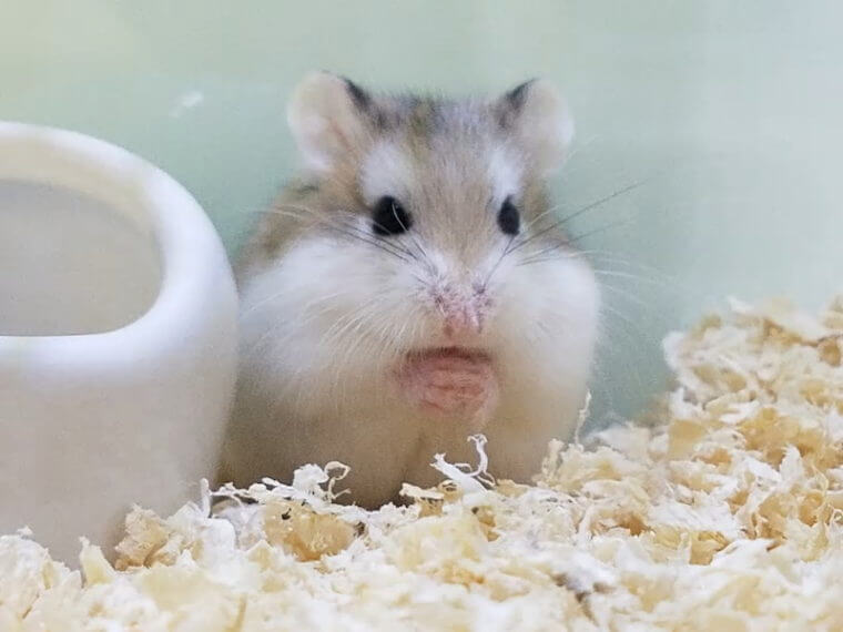 ピーターズワールド