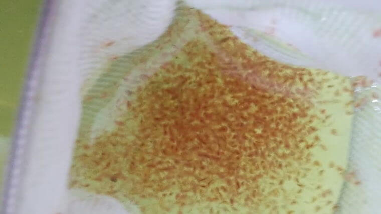 ピーターズワールド