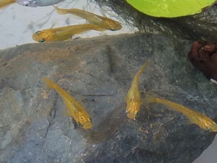 ピーターズワールド