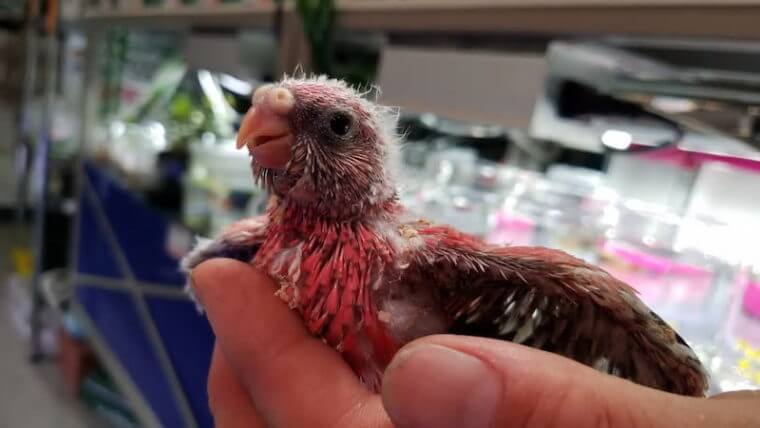 ピーターズワールド