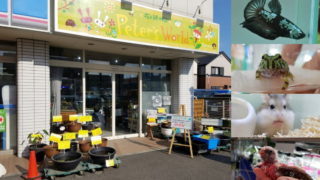 ピーターズワールド