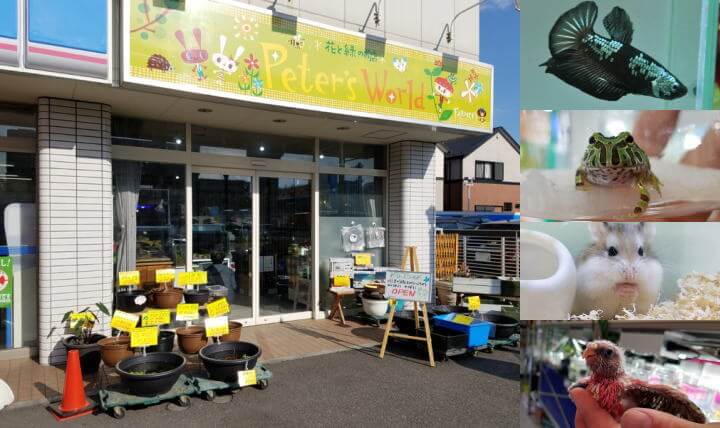 ピーターズワールド