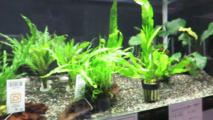 東京サンマリン