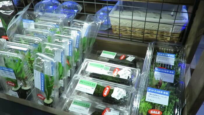 東京サンマリン